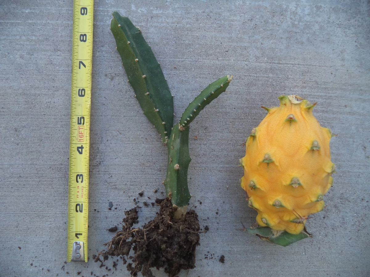Yellow Dragon Fruit Plant – Rooted & Sprouted 6–8” Healthy Live Cactus Starter, Golden Pitaya Variety Ready to Grow