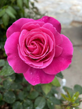 Dark Pink Fragrant Rose Cuttings for Planting – 5 Fresh Stems, Large Bloom Garden Rose