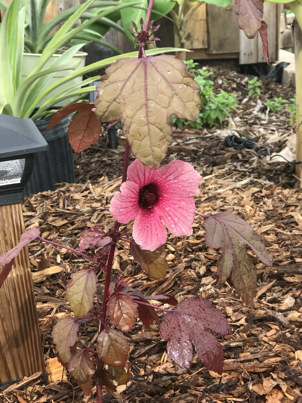 Cranberry Hibiscus Live Plant Cuttings – Hibiscus acetosella Cuttings for Planting, Ornamental and Culinary Garden Plant