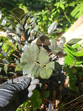 Black Raven ZZ Plant Cutting – 2 Node Zamioculcas zamiifolia Raven Unrooted Cutting for Propagation