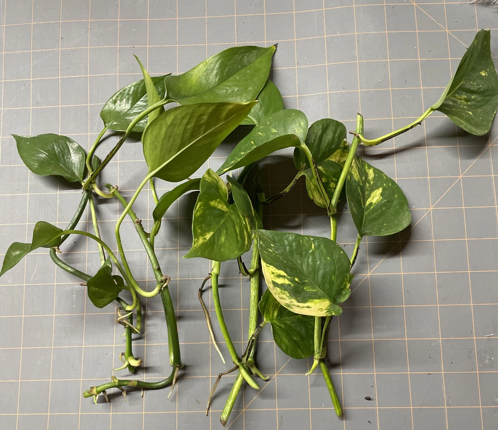 Golden Pothos Rooted Cuttings – 5 Live Epipremnum aureum Plants, Variegated Trailing Houseplant for Indoor Growing