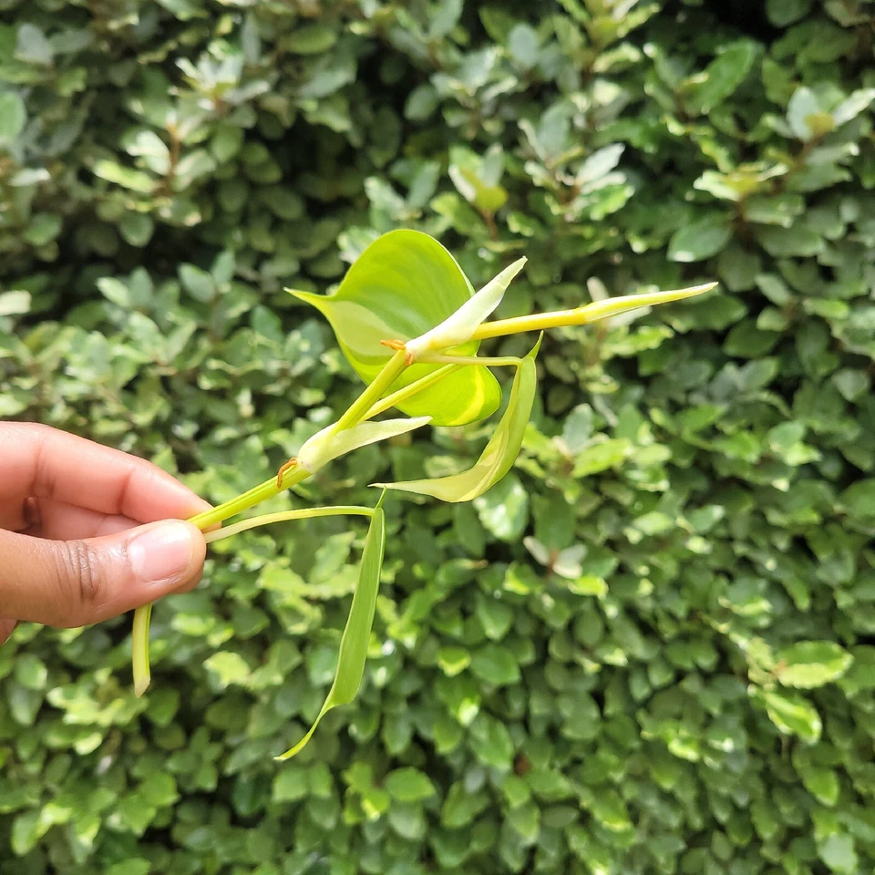Philodendron Brasil Rooted Cutting Live Plant for Planting – Variegated Heartleaf Philodendron Vine