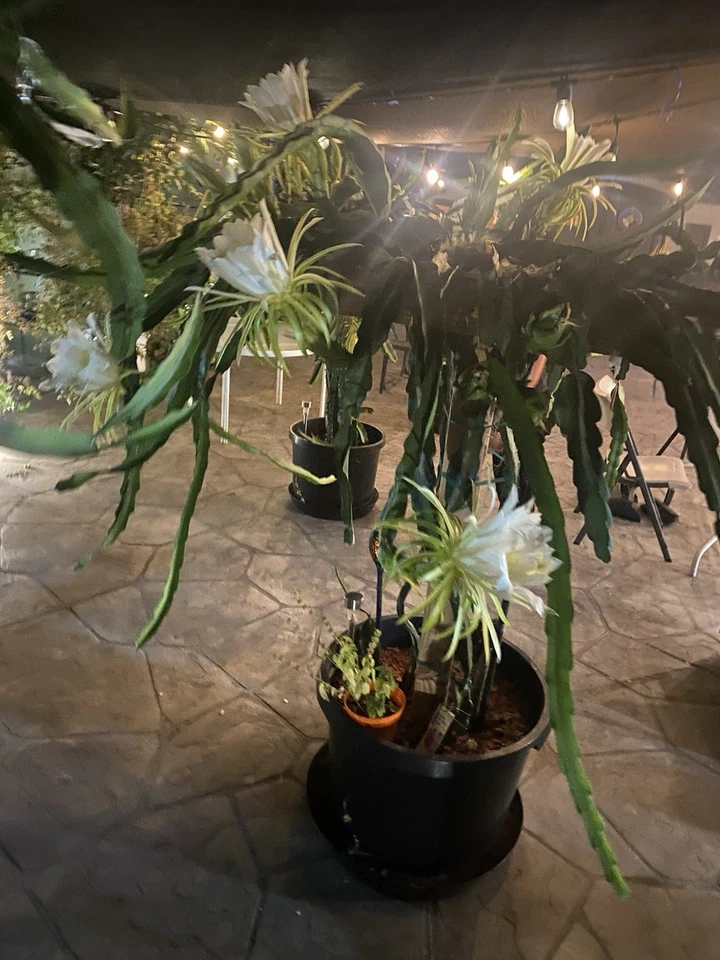Red Dragon Fruit Cuttings – 2 Live 8–12” Self-Pollinating Pitaya Cuttings, Fast-Growing Climbing Cactus for Trellis & Garden
