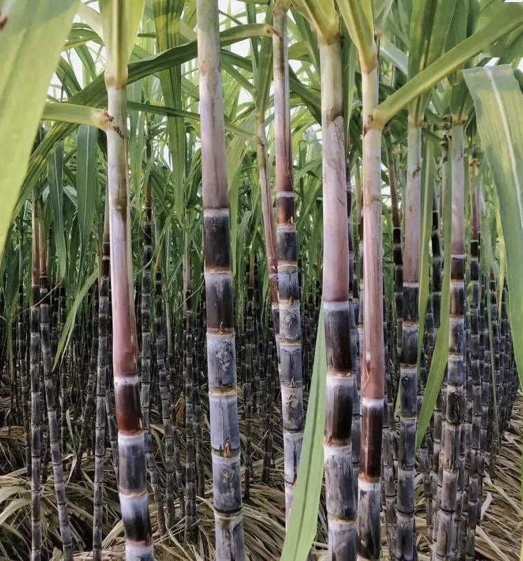 Dark Purple Sugarcane Rooted Cuttings – 5 Live Saccharum officinarum Cuttings Ready for Planting