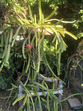 Dragon Fruit Cuttings – 3 Live 6"+ Hylocereus Stems, Random Variety Mix, Easy-Rooting Climbing Cactus for Warm-Climate Gardens