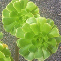 Aeonium arboreum Green Rose Succulent Cuttings for Planting – 2 Unrooted Rosettes Approx 4 Inch