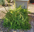 Portulacaria Afra ‘Mammoth’ Succulent Cuttings – Elephant Bush – 5 Unrooted Live Cuttings
