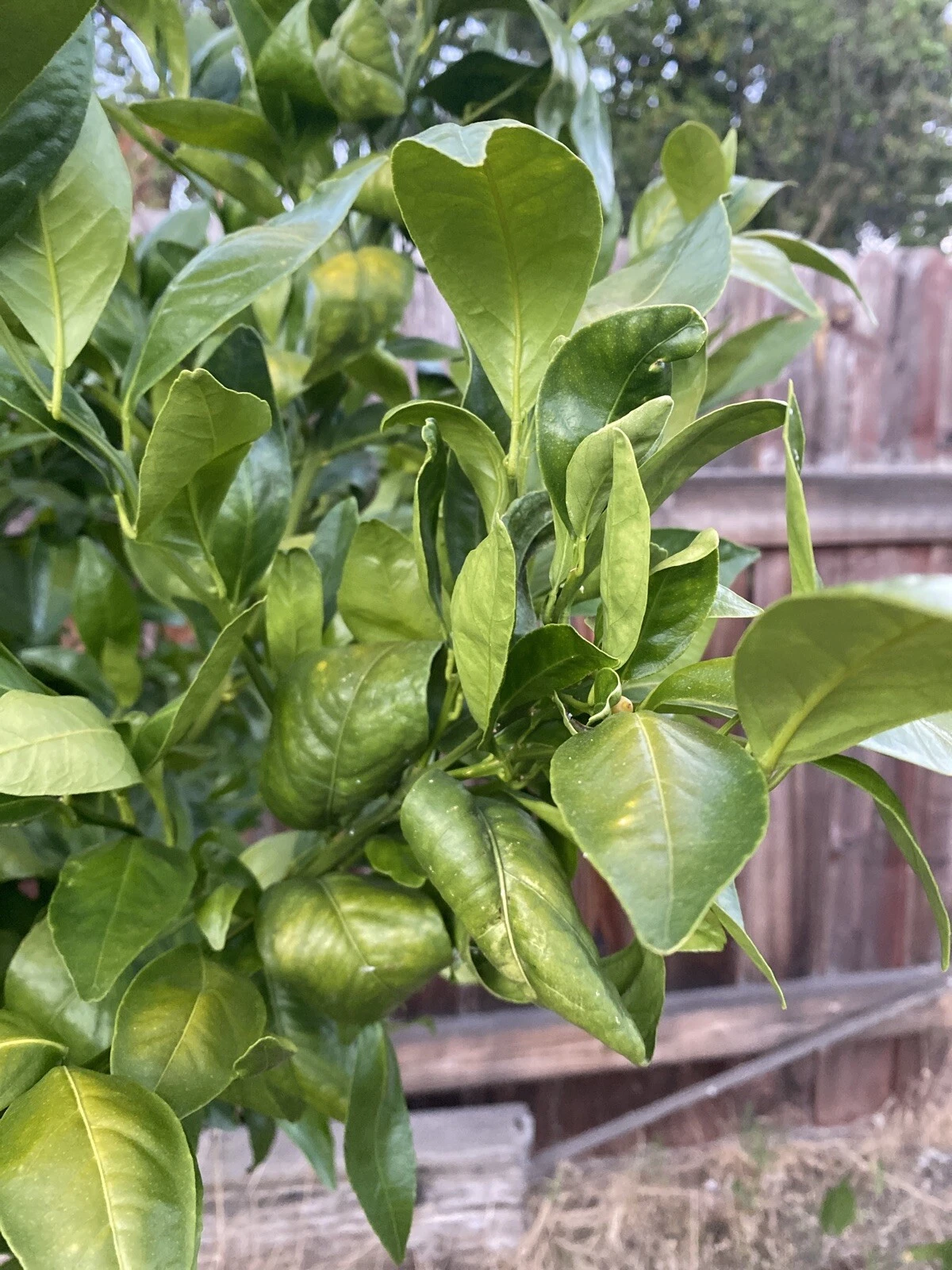 Pixie Mandarin Unrooted Cuttings – 6 Citrus reticulata ‘Pixie’ Tree Cuttings for Propagation and Grafting