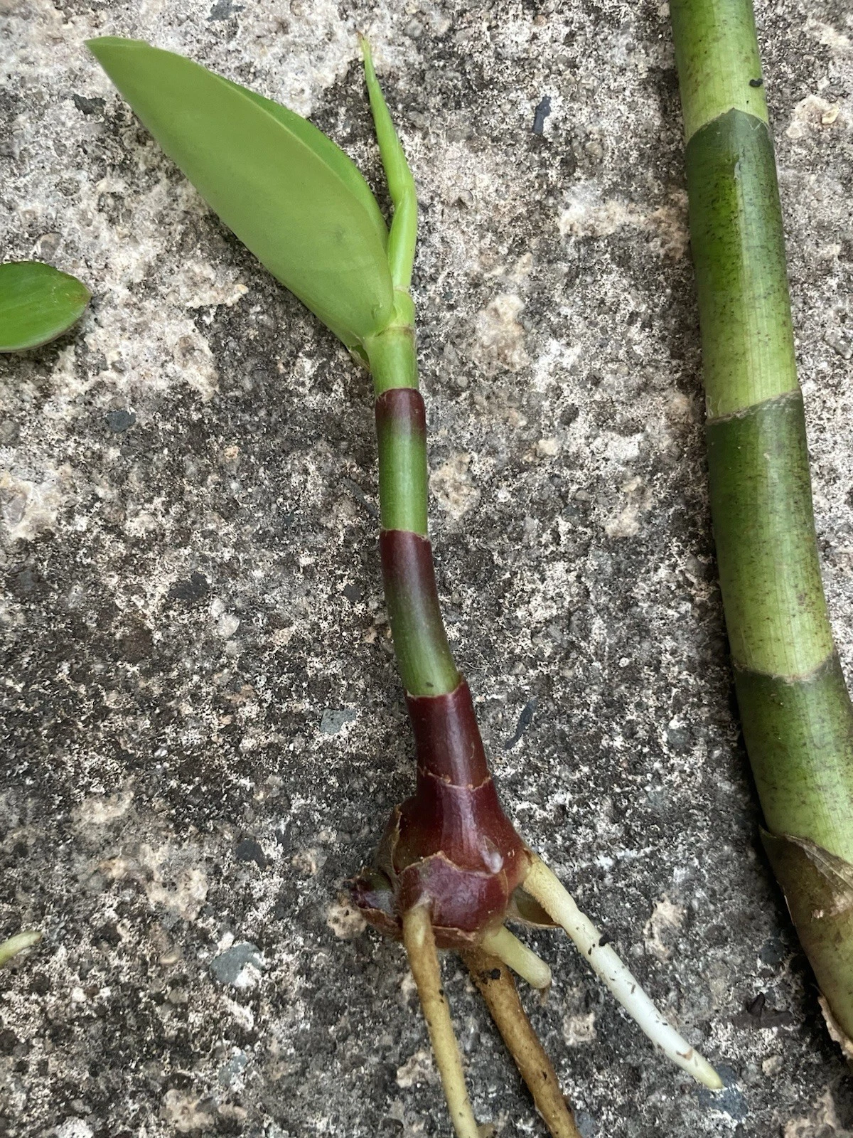 Yellow Spiral Ginger Cutting – Dimerocostus strobilaceus – Hawaii Grown Rooted Starter Plant for Tropical Gardens