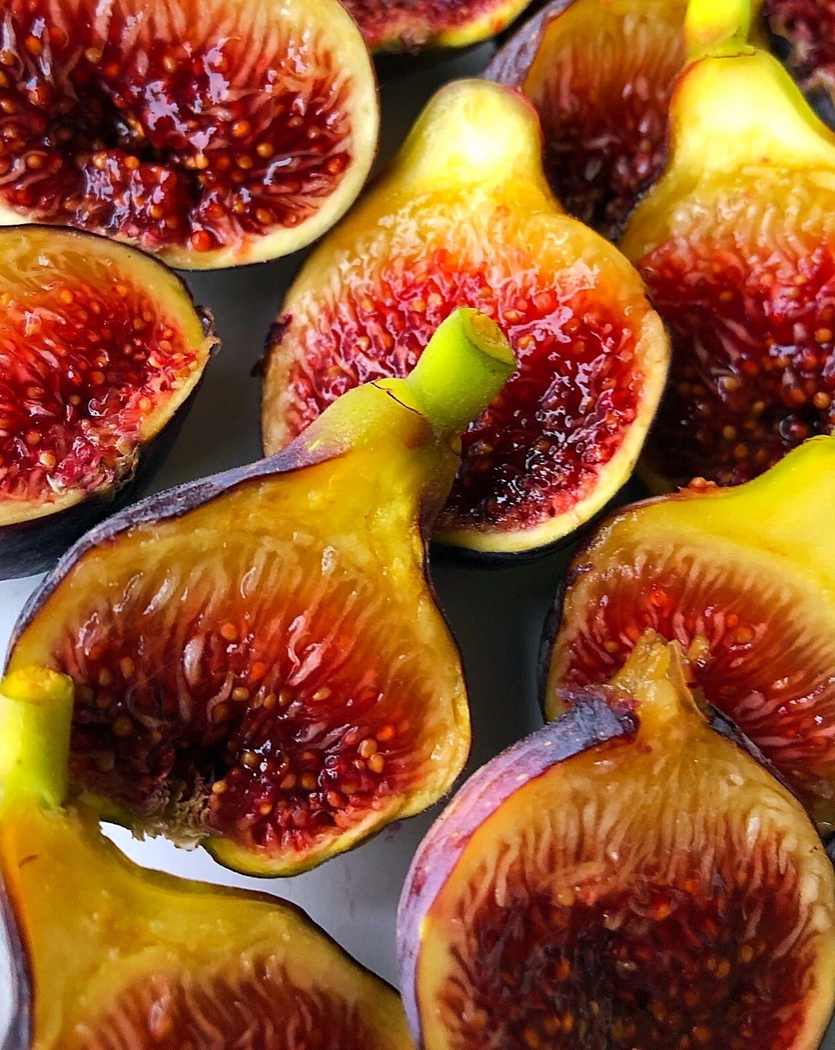 Fignomenal Fig Tree – Live Ficus carica Starter Plant, Edible Dwarf Fig Variety for Patio Pots & Small Gardens