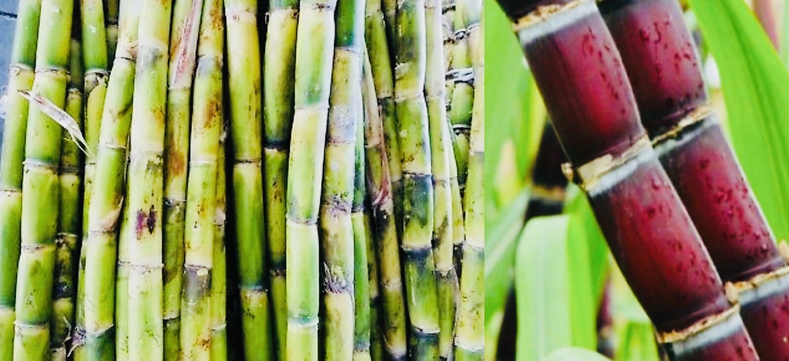 Fresh Cut Sugarcane Sticks – Green or Purple, 4 Pieces, Non-GMO, Edible Cane for Chewing or Juicing, Harvested Fresh