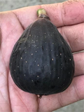 Violette de Bordeaux Fig Cutting – VDB Hardwood Stem with 2+ Nodes, 6 Inches, Fresh for Rooting