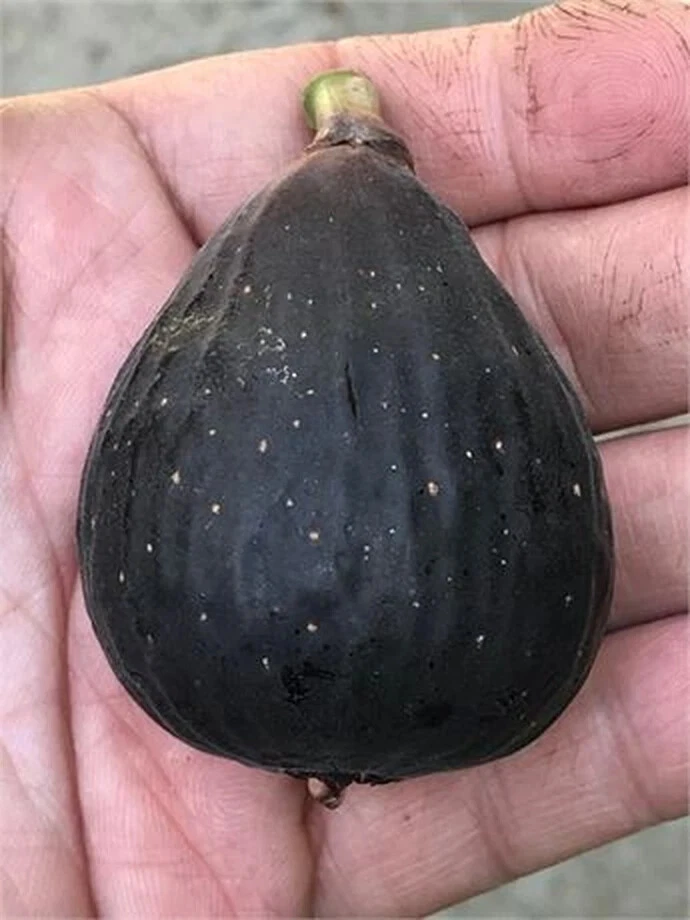Violette de Bordeaux Fig Cutting – VDB Hardwood Stem with 2+ Nodes, 6 Inches, Fresh for Rooting
