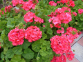 5 Red-Orange Geranium Cuttings – Fresh 6 Inch Unrooted Pelargonium Stems – Hardy Fragrant Flower Starter Cuttings