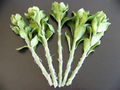 Pereskiopsis Spathulata Cuttings – 5 Live Grafting Stock Cactus Cuttings 4 Inch for Propagation