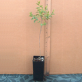 Sour Jujube Rootstock – 1 Live Small Tree in Pot | Strong Rootstock for Grafting Fruit Varieties | Hardy Ziziphus Plant