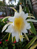 Hylocereus undatus Dragon Fruit Cutting – 8 Inch Live Cactus Vine, Unrooted Pitaya Cutting for Planting