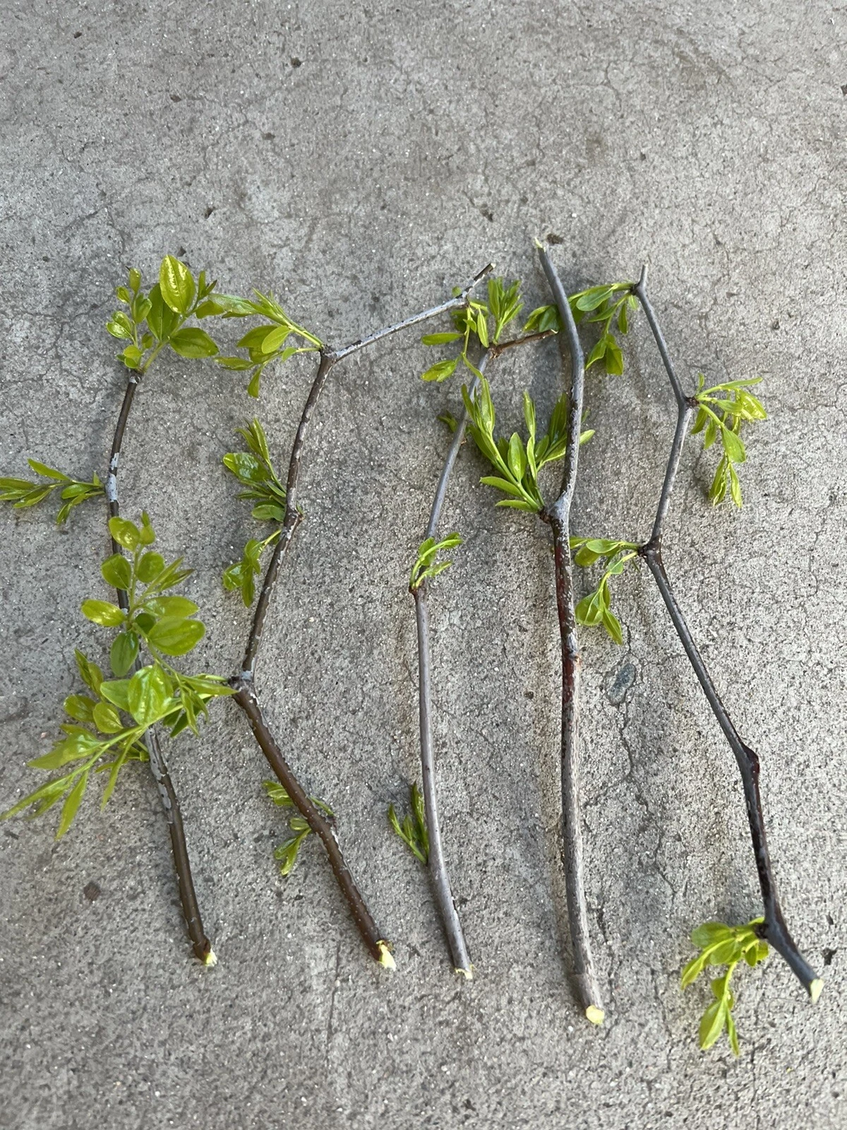Lang Jujube Tree Cuttings – 5 Fresh Unrooted Cuttings, Chinese Red Date, Ziziphus Jujuba Propagation