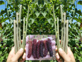 Pakistan Mulberry Cuttings – 10 Live Mulberry Cuttings for Rooting or Grafting, Morus Macroura Tree