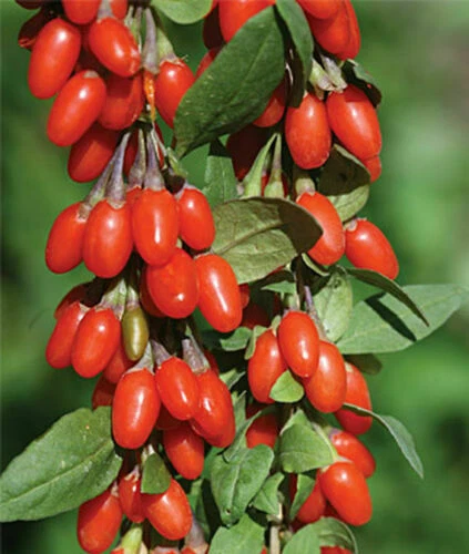 3 Rooted Goji Berry Plants – Live Lycium Berry Starter Plants for Garden Growing, Ready to Transplant