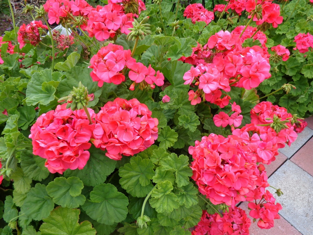 Hardy Fragrant Geranium Cuttings – 5 Fresh Red Orange Pelargonium Cuttings 6 Inches Long for Propagation