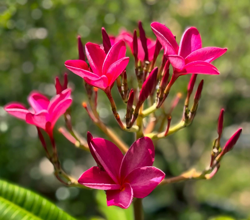 Pink Plumeria Cutting – 6–8" Frangipani Stem, Hawaiian Tropical Flowering Plumeria for Growing & Rooting