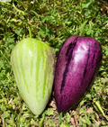 Pepino Melon Cuttings – Solanum muricatum, 8 Unrooted Cuttings 4 Gold and 4 Purple Varieties