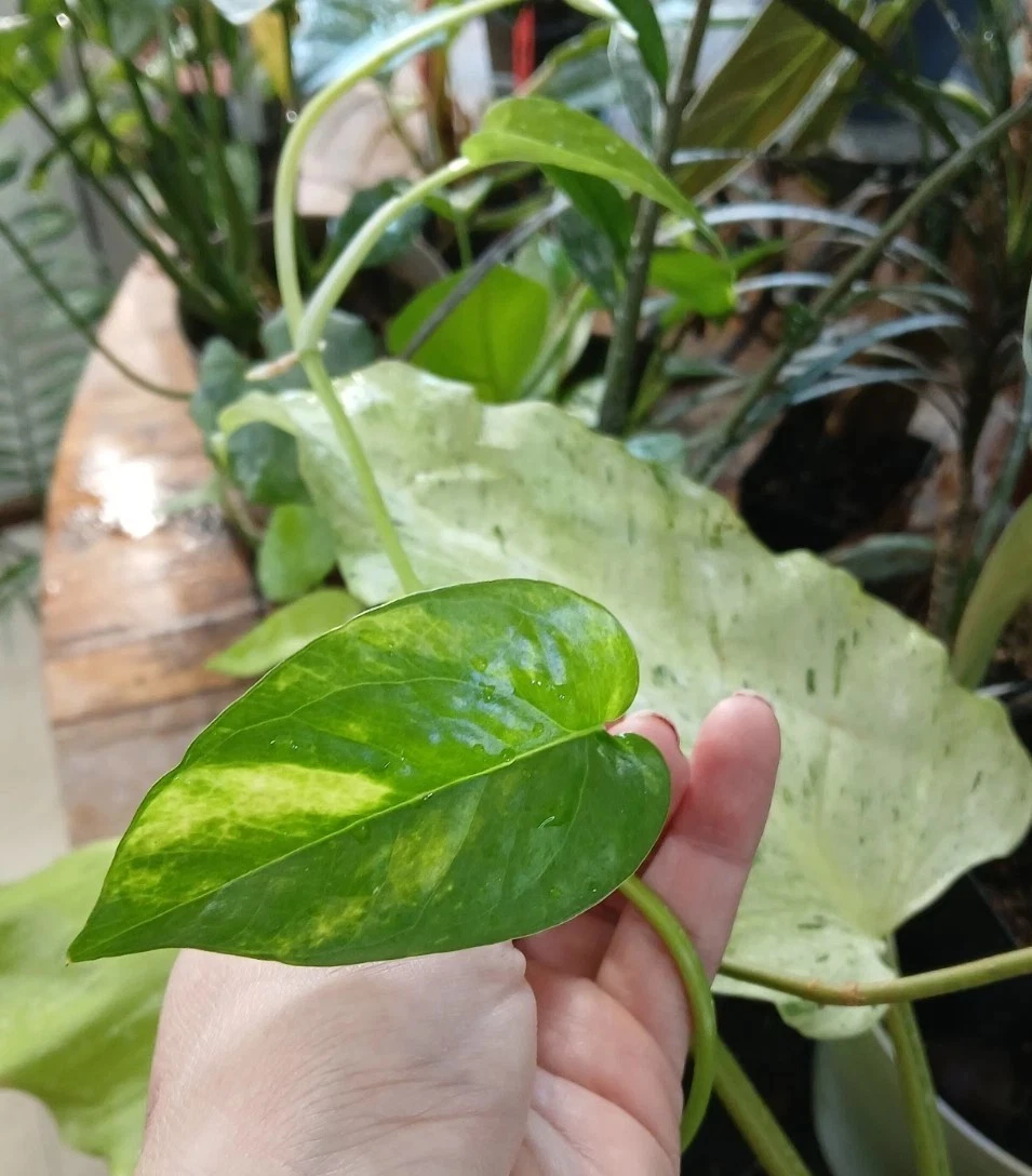 Epipremnum Pinnatum ‘Yellow Flame’ Cuttings – 5 Unrooted Variegated Vine Cuttings – Rare Houseplant