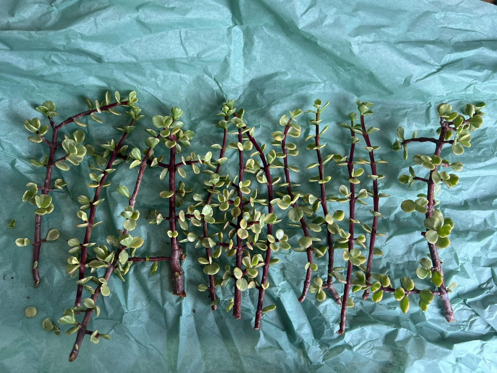 Portulacaria afra Variegata – 12 Fresh Cuttings, Variegated Elephant Bush Rainbow Succulent for Propagation