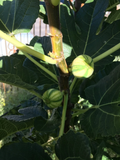 Bordissot Blanca Rimada Fig – 6 Unrooted Ficus carica Cuttings, Premium Variegated Fig Tree Scions for Grafting or Rooting
