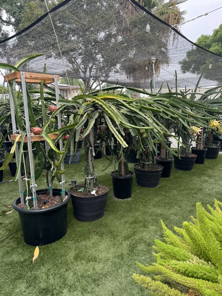 9 Dragon Fruit Cuttings 8–14" – Fresh Live Hylocereus Stems | Unrooted Propagation Set