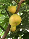 Sicilian White Fig Cutting – Ficus carica, Unrooted Fig Tree Cutting with 3+ Nodes, Over 8 Inches Long