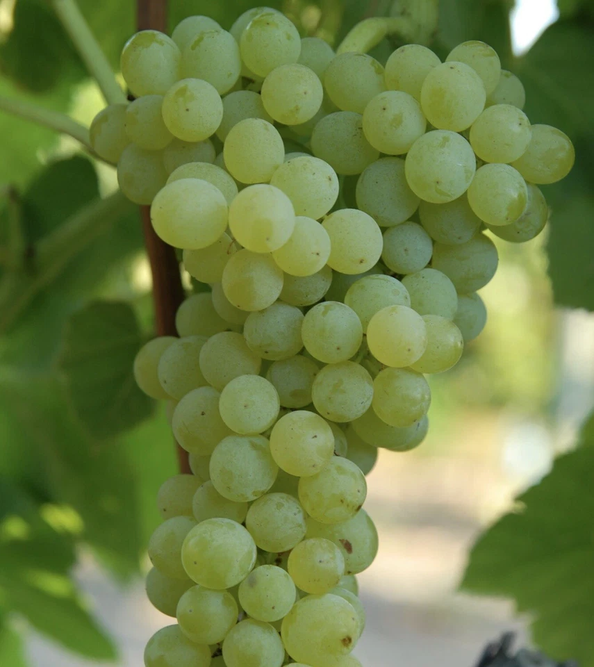 Grape Vine Cutting With Pot – Live Seedless Grape Plant, Sweet Grape Variety Ready to Plant for Home Garden