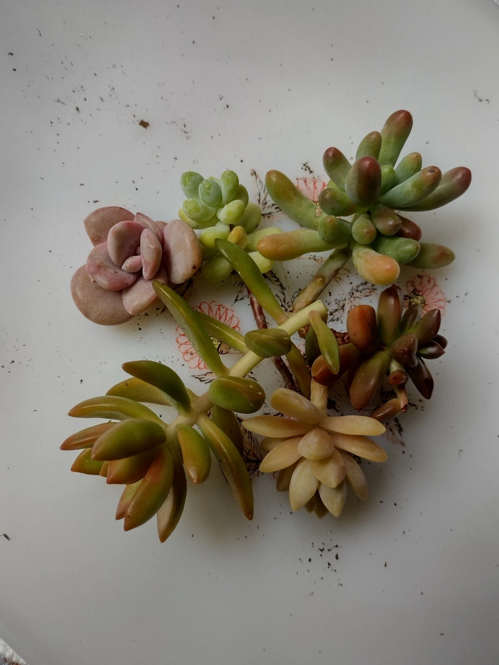 Assorted Succulent Cuttings – Set of 6 Fresh Mixed Varieties for Rooting, Live Plant Starter Pack
