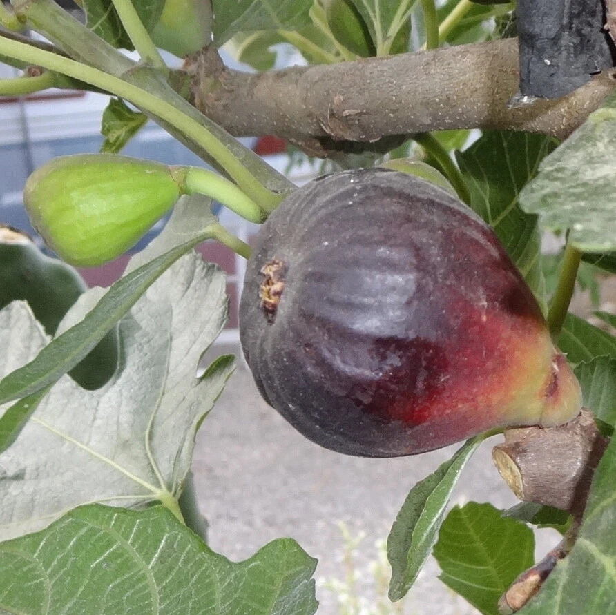 Petite Negri Fig Cuttings – 2 Fresh Dwarf Fig Tree Cuttings, Ficus Carica for Propagation, Zones 8–10