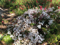 Pink Jasmine Polyanthum Cuttings – Live Jasminum polyanthum Vine Cuttings, Fragrant Climbing Plant for Planting