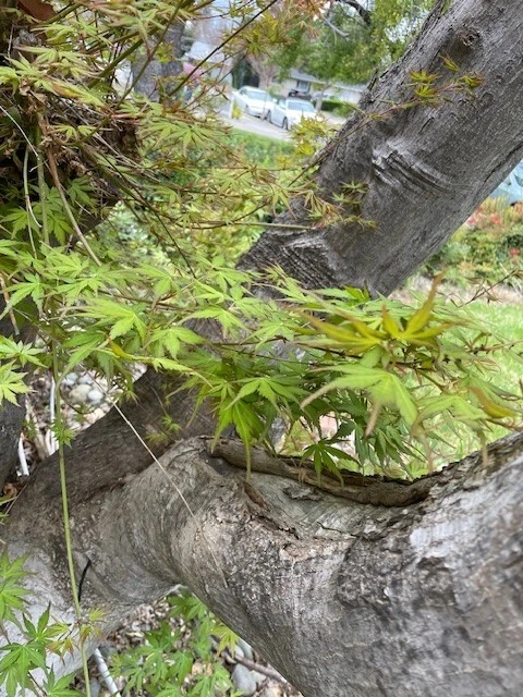 Japanese Maple Tree Cuttings – 10 Unrooted Acer palmatum Cuttings, 6 Inch Scion Wood for Rooting & Grafting