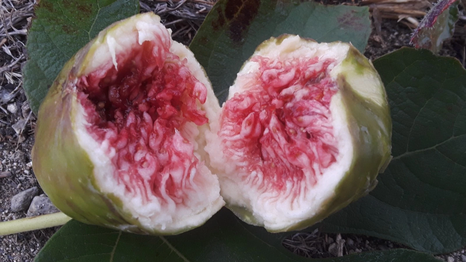 White Adriatic Fig Cuttings 5pcs | Ficus carica Live Propagation Wood | Fresh 8–10” Cuttings | Sweet White Fig Variety for Planting