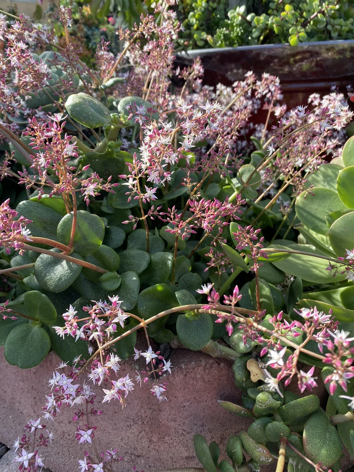 Fairy Crassula Unrooted Cuttings – 6 Crassula multicava Succulent Cuttings for Indoor or Outdoor Growing