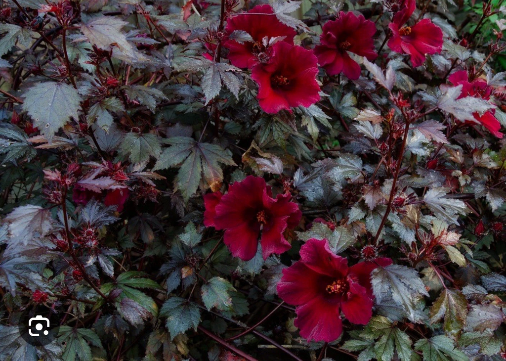Mahogany Splendor Hibiscus – Red Leaf Variety – Small Rooted Starter Plant for Pots or Garden Beds