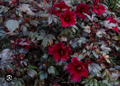 Mahogany Splendor Hibiscus – Red Leaf Variety – Small Rooted Starter Plant for Pots or Garden Beds