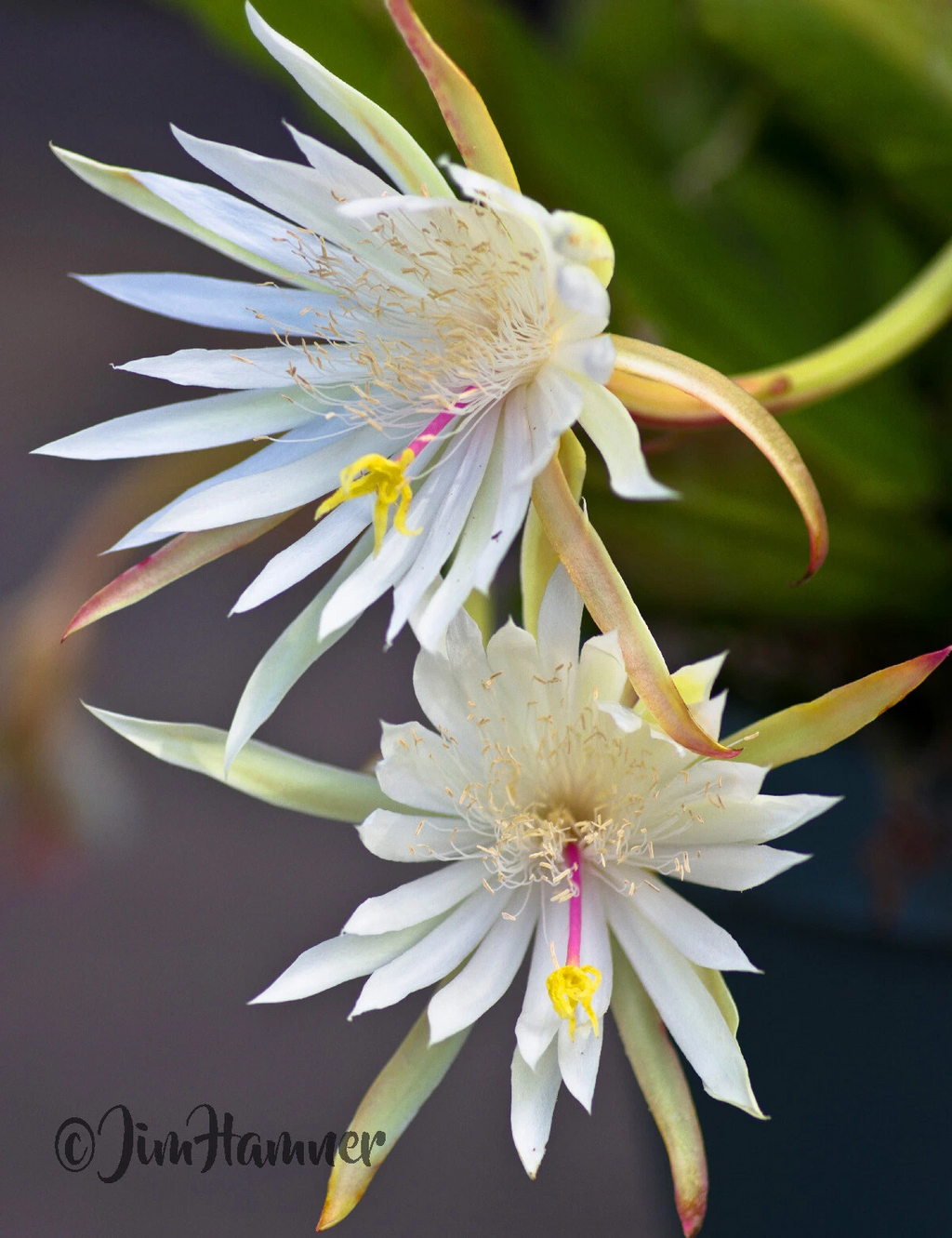 Epiphyllum Hookeri Orchid Cactus Cuttings – 2 Live Rootless Cuttings 8–10 Inches, Fragrant Night Blooming Cactus