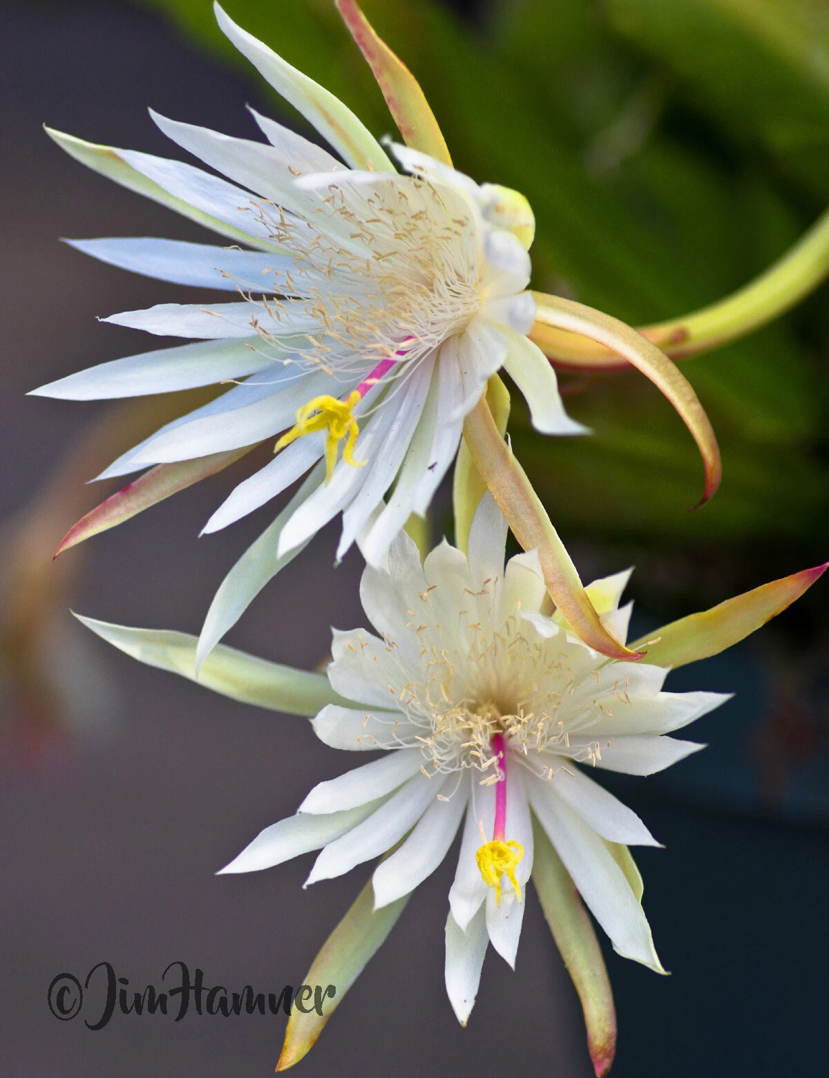 Epiphyllum Hookeri Orchid Cactus Cuttings – 2 Live Rootless Cuttings 8–10 Inches, Fragrant Night Blooming Cactus