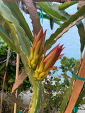 Dragon Fruit Asunta Cuttings for Planting – 6 Unrooted Pitaya Stems, 10–14 Inch Climbing Cactus