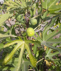 Tena Fig Cuttings – 7 Fresh Ficus carica Fruit Tree Cuttings, Garden or Container Fig Plant for Propagation