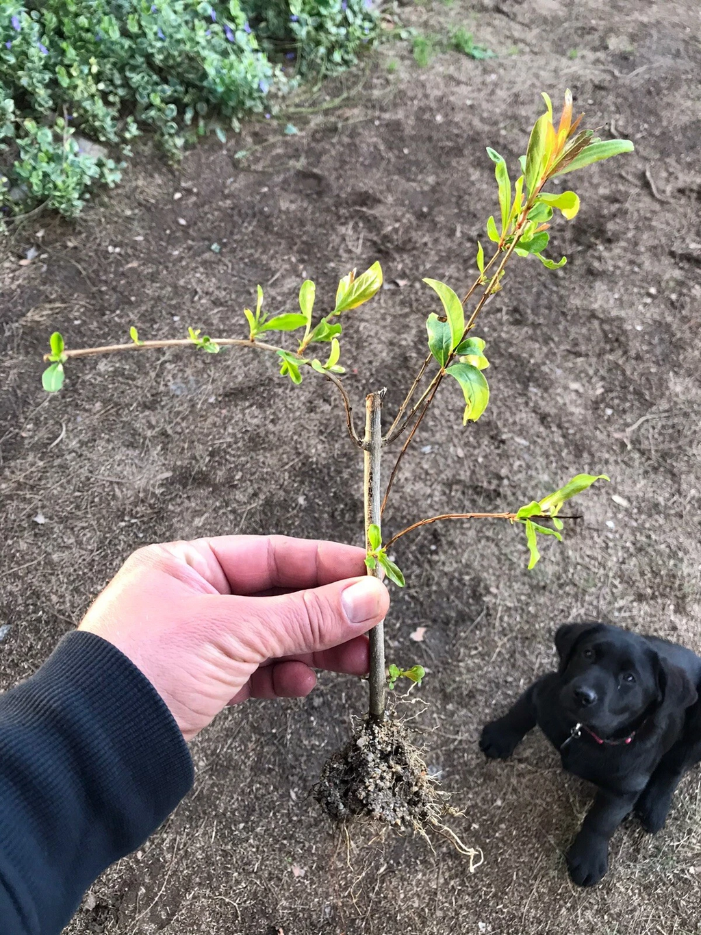 Wonderful Pomegranate – Set of 3 Rooted Cuttings, Punica Granatum Starts for Garden or Patio Growing