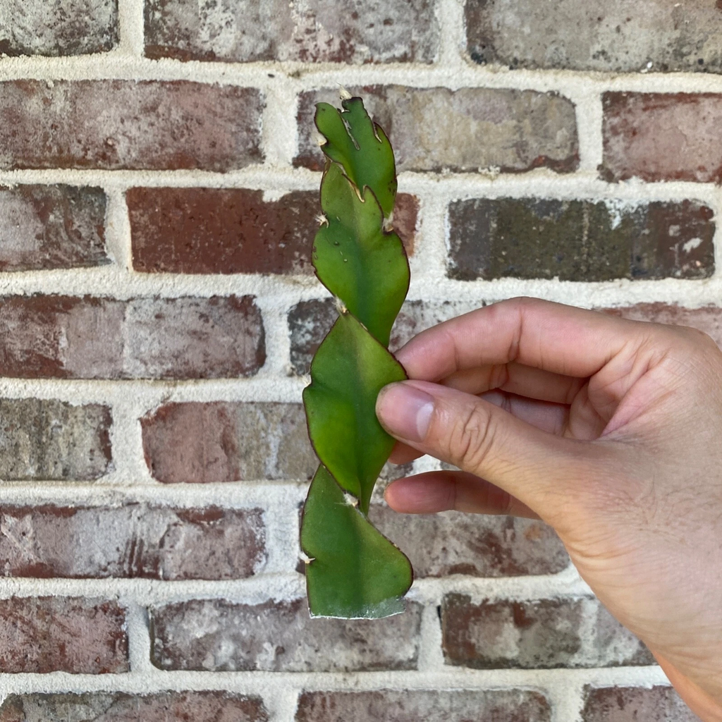 Lepismium cruciforme f. spiralis Hurricane Cactus – 6 Inch Unrooted Cutting – Trailing Cactus Starter