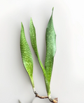 Snake Plant Rooted Set – Live Sansevieria Plants – Healthy Starters Ready to Plant
