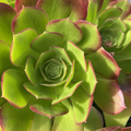 Aeonium Green Red – 2 Live 3–5" Cuttings, Colorful Succulent Rosettes for Pots, Rock Gardens & Indoor Displays