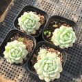 Echeveria derenbergii Succulent – Live Plant Fully Rooted in 2" Pot, Compact Rosette, Easy Indoor or Outdoor Succulent for Collection